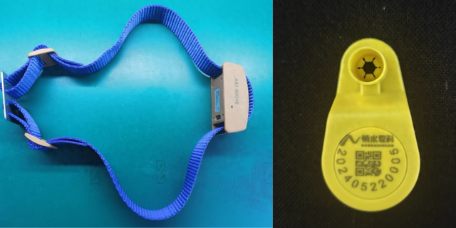 科技助力農(nóng)業(yè)產(chǎn)業(yè)過冬：牦牛戴上“智能手表”、科學(xué)選育耐寒油菜…