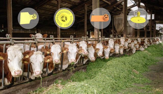 RFID電子耳標，讓動物擁有屬于自己的電子“身份證”