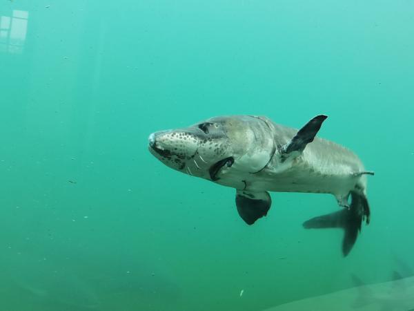 特稿｜254條中華鱘背后的守護人：年近七旬，苦撐15年