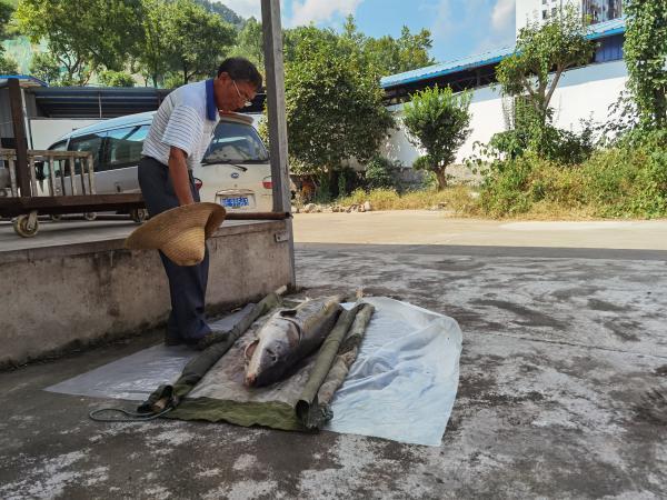 特稿｜254條中華鱘背后的守護(hù)人：年近七旬，苦撐15年