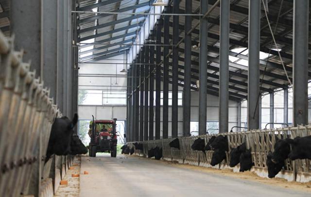 新春走基層｜記者手記：養(yǎng)殖園區(qū)里的振興圖景