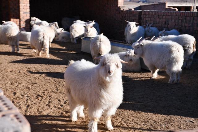 新春走基層 | 120.68億元品牌價值背后的“秘密”