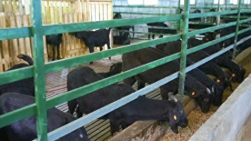 廣東清遠市連山縣：“三地活化”改革催動黑山羊產(chǎn)業(yè)升級