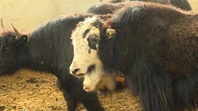 甘南牦牛戴上電子耳標(biāo) 開啟智慧養(yǎng)殖新時代