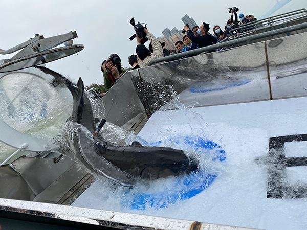 共抓長(zhǎng)江大保護(hù) 1萬(wàn)尾大規(guī)格“子二代”中華鱘放歸長(zhǎng)江