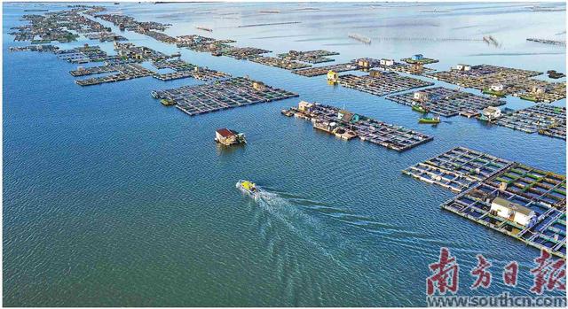 硇洲族大黃魚“添丁”記