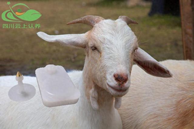 豬牛羊牲畜智能耳標(biāo)的用處和功能詳細(xì)介紹！