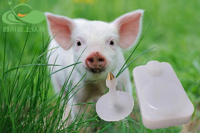 豬牛羊牲畜智能耳標的用處和功能詳細介紹！