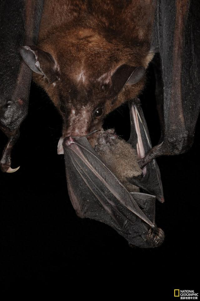 來認識下吃蝙蝠的蝙蝠