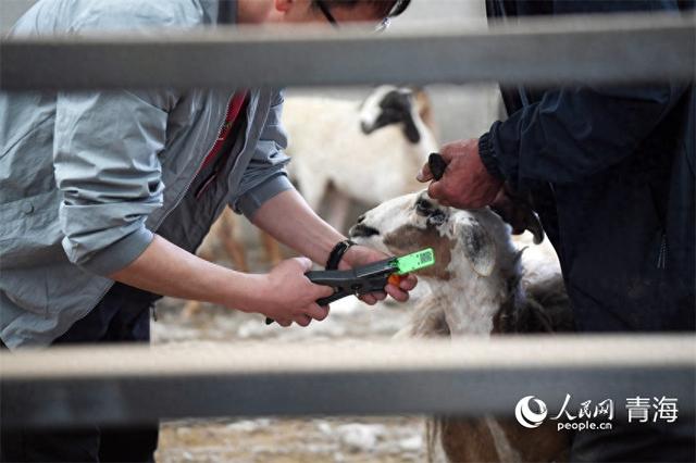 向新又上新！藏羊有了“身份證”